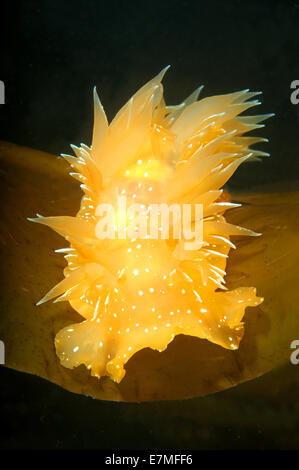 Nacktschnecken oder Sea Slug - goldene Diron (Dirona Aurantia) Meer von Japan, Rudnaya Pristan, Fernost, Primorsky Krai, Rußland Stockfoto