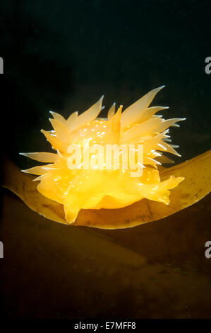 Nacktschnecken oder Sea Slug - goldene Diron (Dirona Aurantia) Meer von Japan, Rudnaya Pristan, Fernost, Primorsky Krai, Rußland Stockfoto