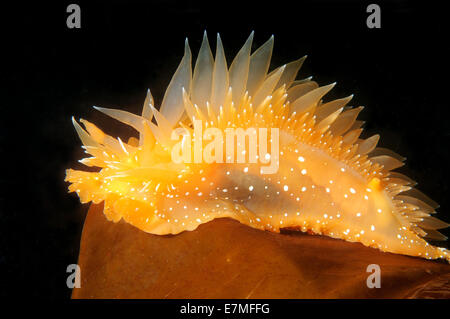 Nacktschnecken oder Sea Slug - goldene Diron (Dirona Aurantia) Meer von Japan, Rudnaya Pristan, Fernost, Primorsky Krai, Rußland Stockfoto