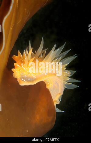 Nacktschnecken oder Sea Slug - goldene Diron (Dirona Aurantia) Meer von Japan, Rudnaya Pristan, Fernost, Primorsky Krai, Rußland Stockfoto