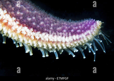 Tentakeln Northern Pacific Seastar oder japanische gemeinsame Seestern (Asterias Amurensis) Meer von Japan, Fernost, Primorsky Krai, Russ Stockfoto