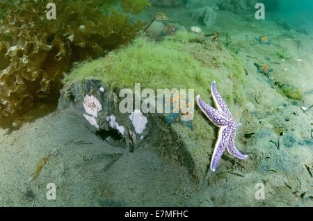 Northern Pacific Seastar oder japanische gemeinsame Seestern (Asterias Amurensis) Meer von Japan, Fernost, Primorsky Krai, Russische Föderation Stockfoto