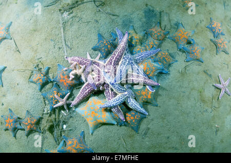 viele Northern Pacific Seastar oder japanische gemeinsame Seestern (Asterias Amurensis) Meer von Japan, Fernost, Primorsky Krai, Russische F Stockfoto