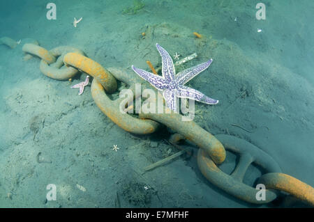 Northern Pacific Seastar oder japanische gemeinsame Seestern (Asterias Amurensis) und Ankerkette. Meer von Japan, Fernost, Primorsky Kr Stockfoto