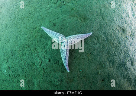 Northern Pacific Seastar oder japanische gemeinsame Seestern (Asterias Amurensis) Meer von Japan, Fernost, Primorsky Krai, Russische Föderation Stockfoto