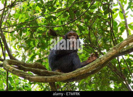 Eine junge Schimpanse spielt im Wald und posiert in einem Baum. Im Kibale Forest National Park gedreht. Stockfoto