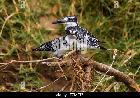 Ein paar Pied Kingfisher (Ceryle Rudis) sitzt auf einem Ast in der Nähe der Hütte-Kanal in Uganda. Stockfoto