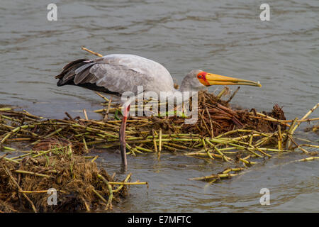 Ein Yellow-billed Stork (Mycteria Ibis) Fische in der Hütte-Kanal in Uganda, Afrika. Stockfoto