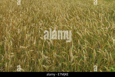 Wheat field. Stockfoto