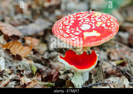 Fly Agaric Pilz Fliegenpilz, mit der berühmten roten Kappe mit weißen Flecken. Diese sind in der Regel in traditionellen Bilder von Feen dargestellt Stockfoto