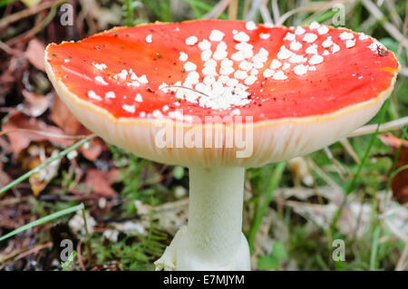 Fly Agaric Pilz Fliegenpilz, mit der berühmten roten Kappe mit weißen Flecken. Diese sind in der Regel in traditionellen Bilder von Feen dargestellt Stockfoto