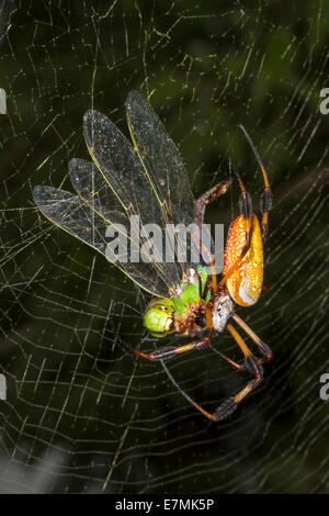 Goldene Seidenkugelweber oder Bananenspinne (Trichonephila [Nephila] Clavipes), die den gefangenen grünen Darner (Anax junius) im Web isst. Stockfoto