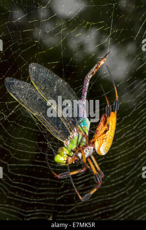 Goldene Seidenkugelweber oder Bananenspinne (Trichonephila [Nephila] Clavipes), die den gefangenen grünen Darner (Anax junius) im Web isst. Stockfoto