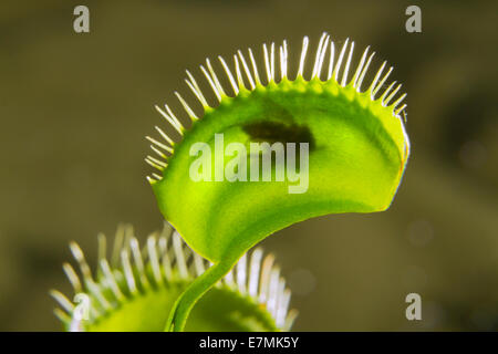 Insektenfressende Pflanze Venusfliegenfalle (Dionaea Muscipula) eine aufgenommene Mücke zu verdauen. Anlage Haus, Galveston, Texas, USA. Stockfoto