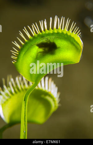 Insektenfressende Pflanze Venusfliegenfalle (Dionaea Muscipula) eine aufgenommene Mücke zu verdauen. Anlage Haus, Galveston, Texas, USA. Stockfoto