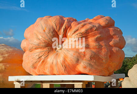 Riesigen Kürbis, Gewinner des Pumpkni Wettbewerbs auf dem Herbstmarkt Stockfoto