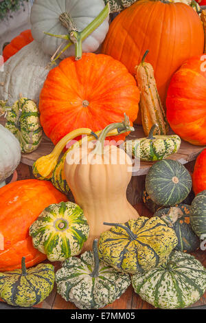 Bunte Kürbisse-Sammlung auf dem Herbstmarkt Stockfoto