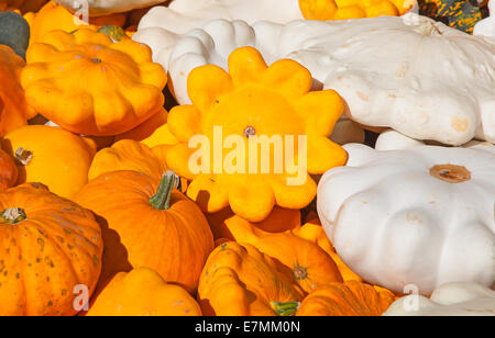 Bunte Kürbisse-Sammlung auf dem Herbstmarkt Stockfoto