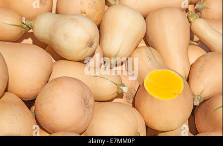 Bunte Kürbisse-Sammlung auf dem Herbstmarkt Stockfoto