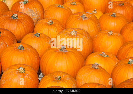 Bunte Kürbisse-Sammlung auf dem Herbstmarkt Stockfoto