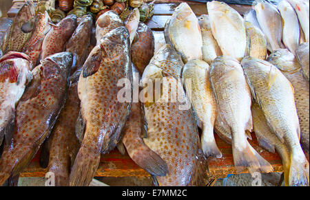 Frischer Fisch auf dem Fischmarkt von Maputo Stockfoto