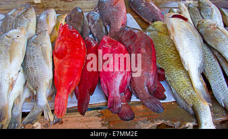 Frischer Fisch auf dem Fischmarkt von Maputo Stockfoto