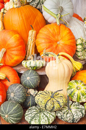 Bunte Kürbisse-Sammlung auf dem Herbstmarkt Stockfoto