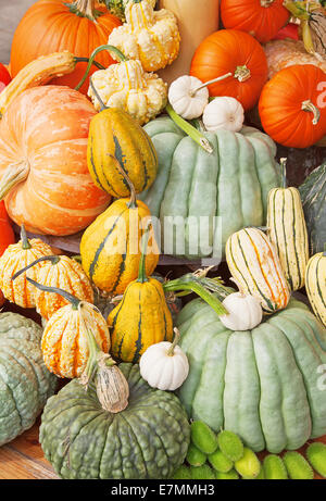 Bunte Kürbisse-Sammlung auf dem Herbstmarkt Stockfoto