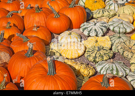 Bunte Kürbisse-Sammlung auf dem Herbstmarkt Stockfoto