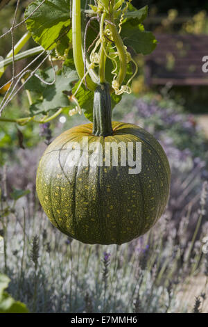 Hängende grüne Kürbis wachsen auf einem Weinstock Stockfoto