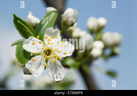 Blühender Zweig der Obstbaum über blauen Himmelshintergrund.  Makroaufnahme. Stockfoto