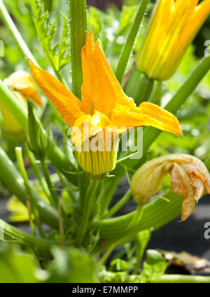 Zucchini Pflanzen blühen auf dem Beet. Stockfoto