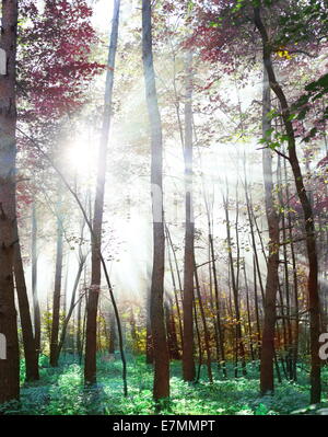 Woodland in tollen Farben. Stockfoto