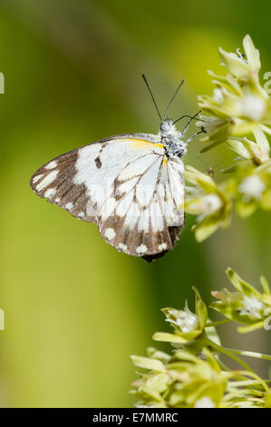 Ein weiß braun geäderten Schmetterling Fütterung Stockfoto