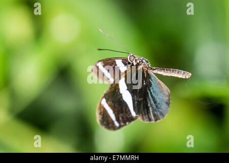 Ein Sara Longwing Schmetterling im Flug Stockfoto