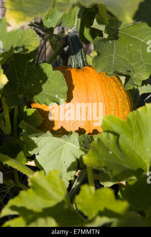 Curcubita Maxima, Riesen Kürbis wachsen in einem Kürbisfeld. Stockfoto