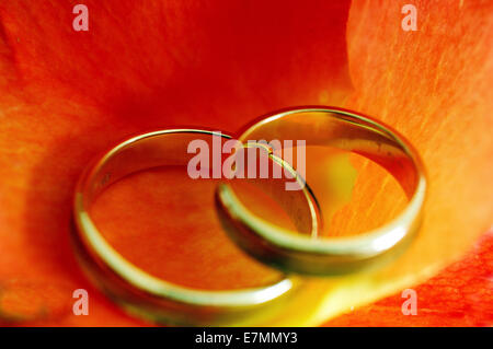 Trauringe auf orange farbigen Blütenblätter Stockfoto