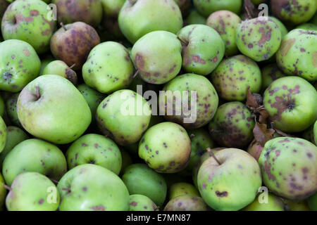 Inländische Malus. Englische Äpfel Stockfoto