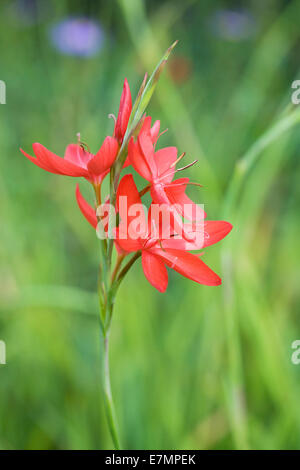 Hesperantha Coccinea 'Major'. Rote Flagge Lilie blüht. Stockfoto