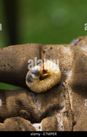 Melolontha Melolontha. Larve des Käfers Maikäfer. Stockfoto