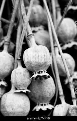 Papaver Somniferum. Mohn Seedheads. Stockfoto