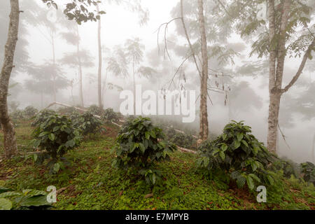 Kaffee-Sträucher in eine Schatten-grown Bio-Kaffee-Plantage an den westlichen Hängen der Anden in Ecuador an einem nebligen Tag. Stockfoto