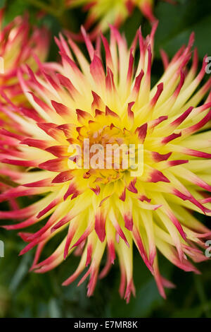 Leuchtend rote und gelbe Dahlie. Typ der Kaktus Dahlie. Stockfoto