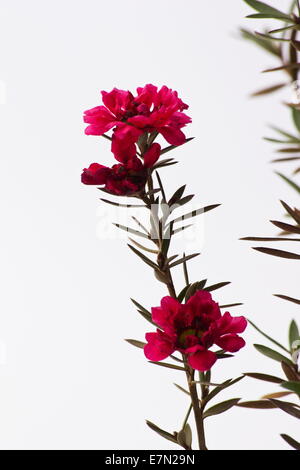 Manuka Busch (Leptospermum Scoparium) Blumen Stockfoto