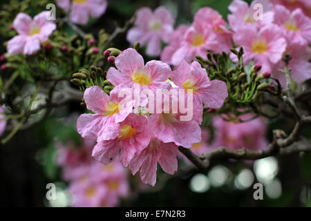 Rosa Trompetenbaum, Pind Tecoma oder Tabebuia Blume Stockfoto