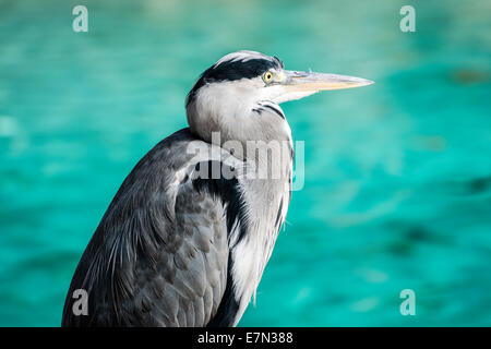 Reiher sind mittelgroß bis groß dimensionierte Vögel mit langen Beinen und Hals. Stockfoto