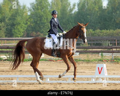 Frau in Abendkleidung, während eine Dressurprüfung auf Hannoveraner Pferd Reiten, Galopp Stockfoto