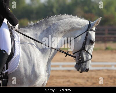 Dressur: Closeup Portrait des grauen Pferd Stockfoto