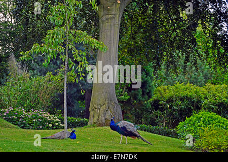 Pfauen in Kyoto-Garten, ein japanischer Garten in Holland Park, Royal Borough of Kensington und Chelsea, London, England, UK Stockfoto