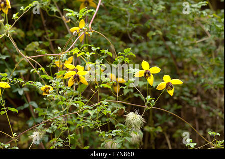 Attraktive Clematis Kletterer leuchtendes goldgelb mit langen Staubbeuteln Staubfäden und Blütenblätter gegen Laub Stockfoto